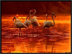 Słońca, Flamingi, Zachód